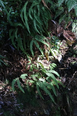 Sticherus quadripartitus