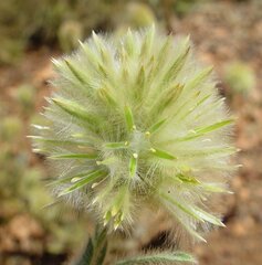 Ptilotus clementii