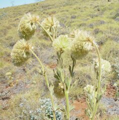 Ptilotus clementii