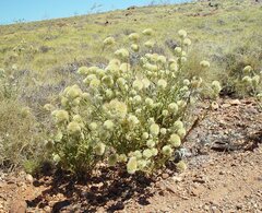Ptilotus clementii