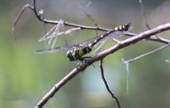 Ictinogomphus rapax