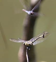 Ictinogomphus rapax