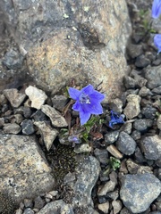 Campanula lasiocarpa