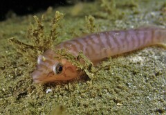 Aspasmogaster costata