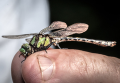 Ophiogomphus carolus