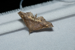 Throana pectinifer