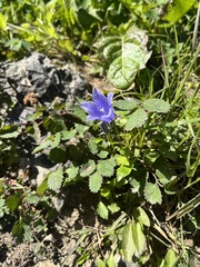 Campanula lasiocarpa