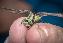 Ophiogomphus carolus