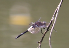 Pseudothemis zonata