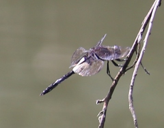 Pseudothemis zonata