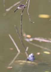Pseudothemis zonata