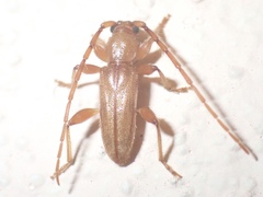 Curtomerus flavus