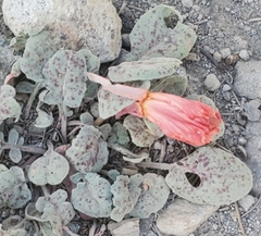 Oenothera xylocarpa