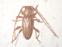 Curtomerus flavus