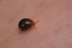 Coleoptera