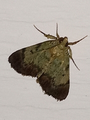 Epipaschia superatalis