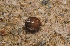 Coleoptera