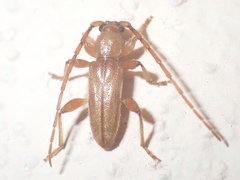 Curtomerus flavus