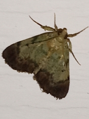 Epipaschia superatalis