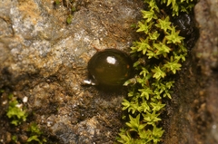 Coleoptera