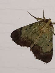 Epipaschia superatalis