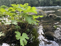 Petasites frigidus palmatus