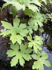 Petasites frigidus palmatus