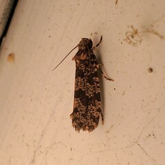 Scardiinae