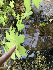 Petasites frigidus palmatus