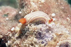 Hypselodoris whitei