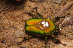 Trigonophorus rothschildi