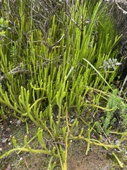 Phlegmariurus talamancanus