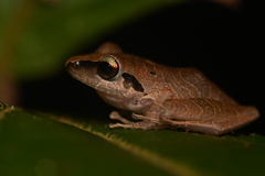 Pristimantis reichlei