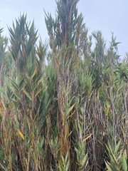 Chusquea subtessellata