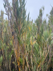 Chusquea subtessellata