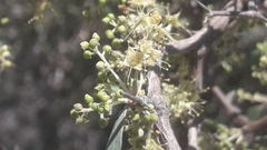 Terminalia disjuncta image