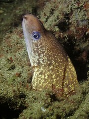 Gymnothorax cribroris