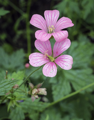 Geranium gracile