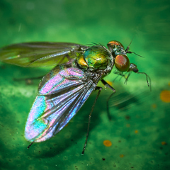 Sciapodinae