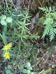 Galium paniculatum
