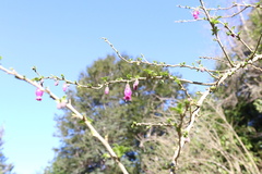 Latua pubiflora