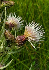 Cirsium douglasii