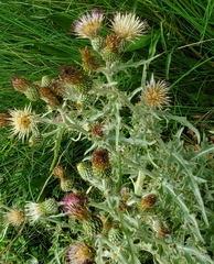 Cirsium douglasii