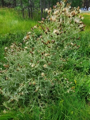 Cirsium douglasii