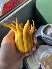 Citrus medica sarcodactylis