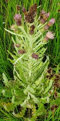 Cirsium douglasii