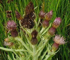 Cirsium douglasii