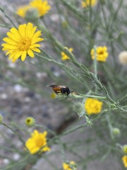 Ripiphorus neomexicanus
