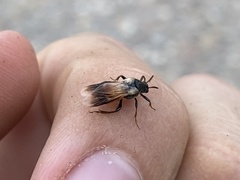 Ripiphorus neomexicanus