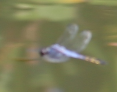 Potamarcha congener